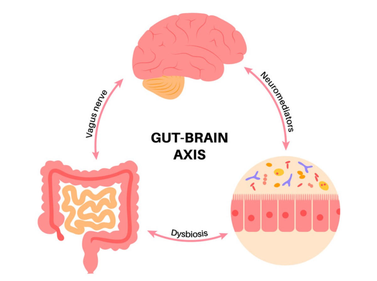 Understanding The Gut Brain Axis A Key To Holistic Health